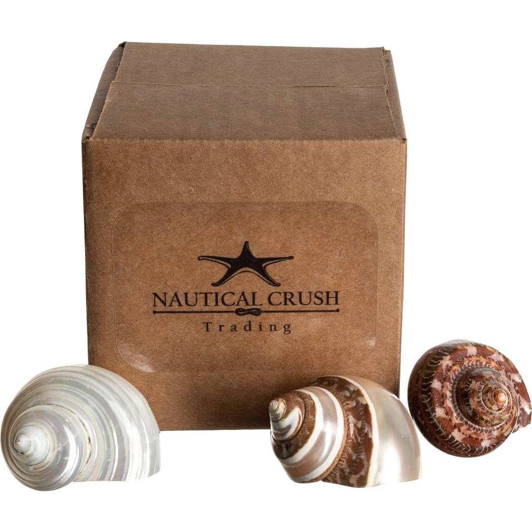 Conchas Turbo para Cangrejo Ermitaño Nautical Crush 3 Piezas