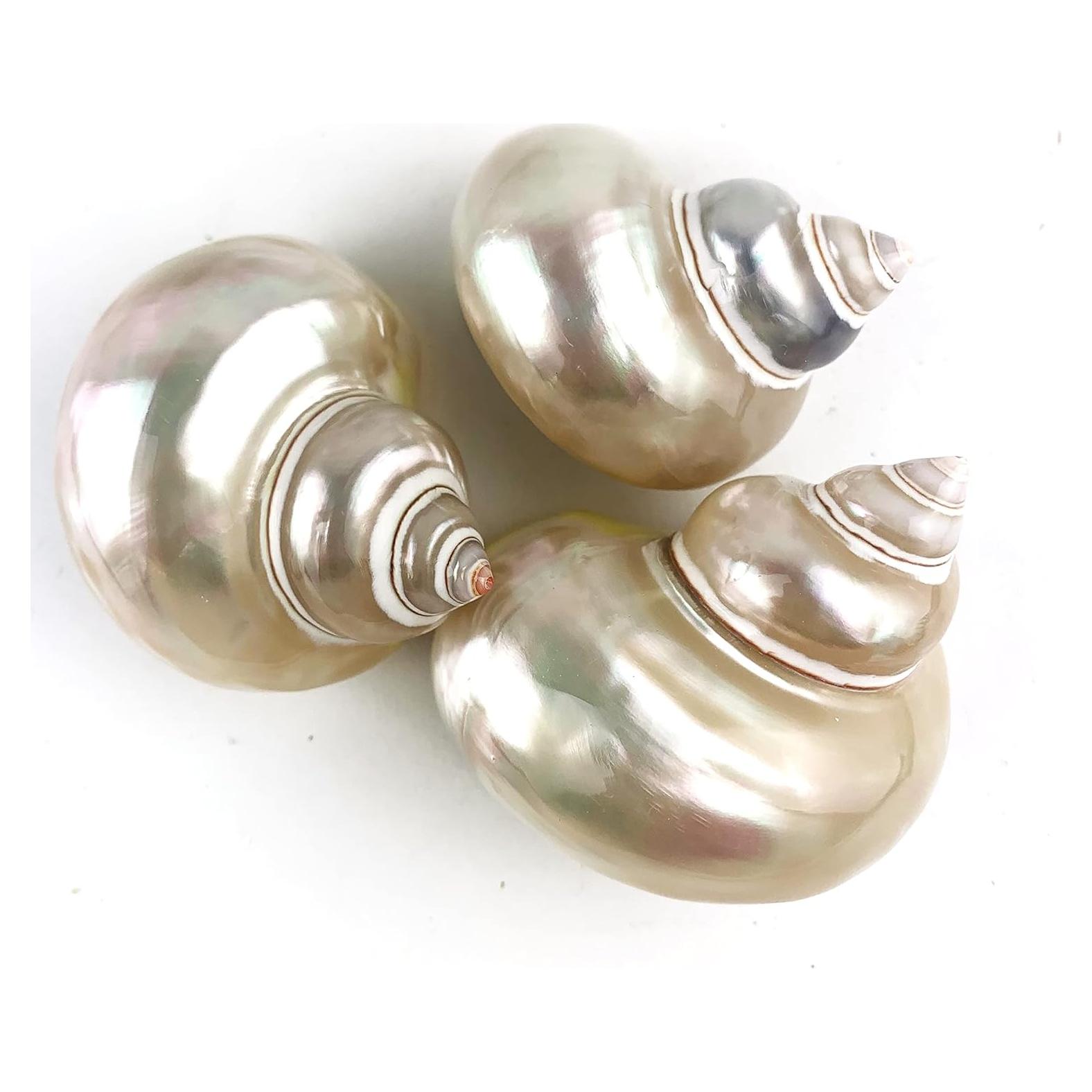 Conchas de Cangrejo Ermitaño Grandes 3PC Turbo Petholatus