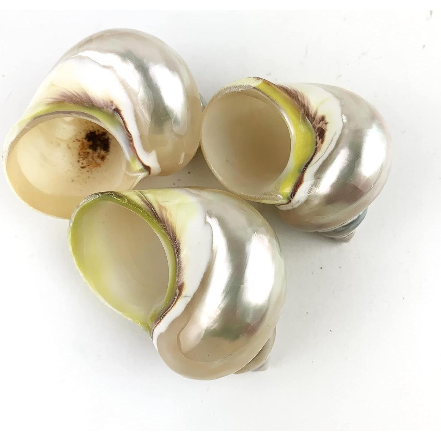 Conchas de Cangrejo Ermitaño Grandes 3PC Turbo Petholatus