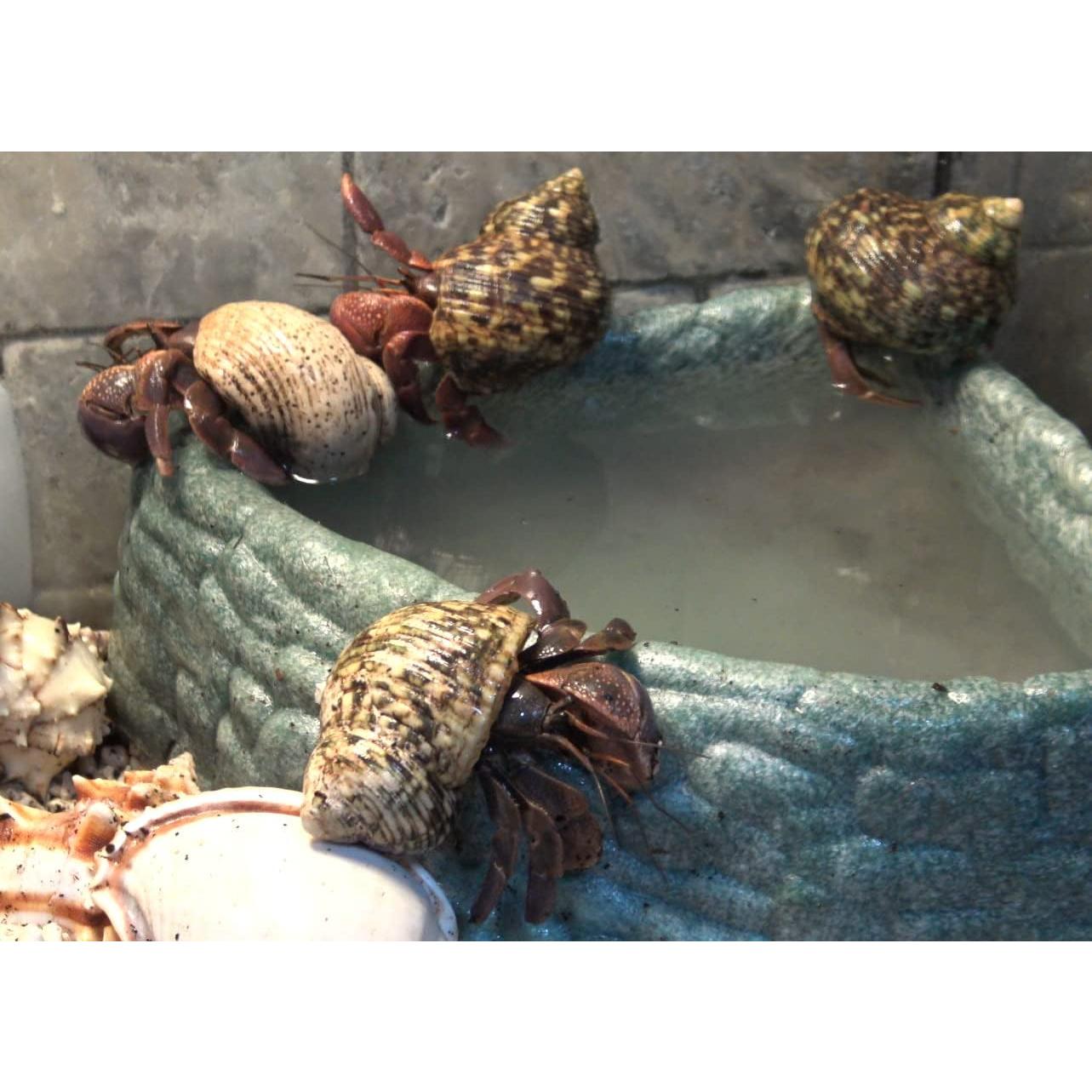 Sal de Remojo para Cangrejos Ermitaños Gargeer 85g - Sin Aditivos