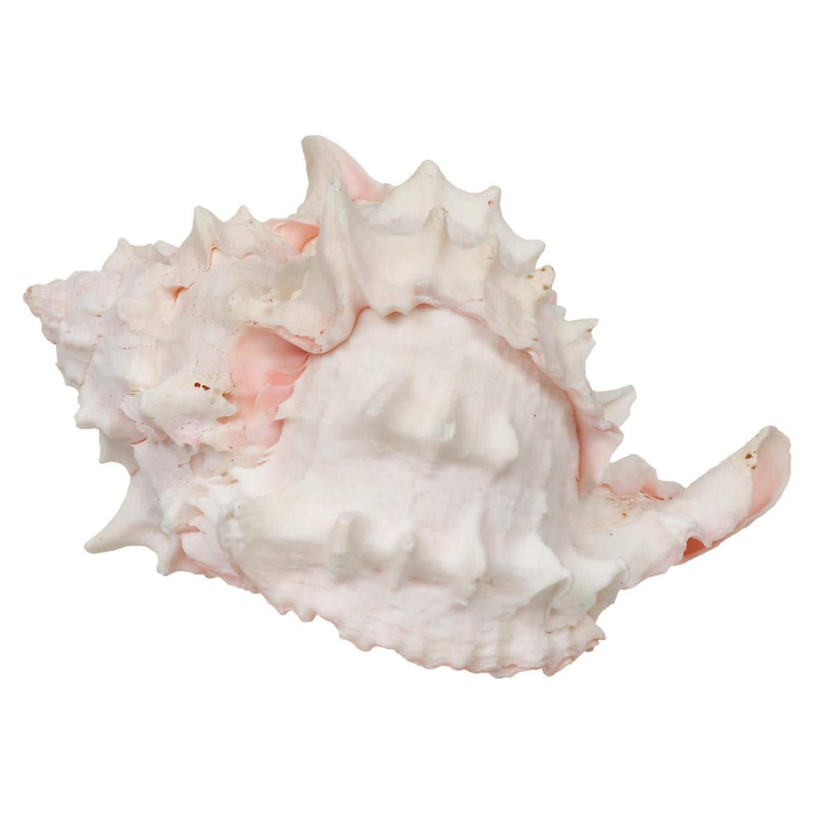 Conchas de Crecimiento para Cangrejo Ermitaño Zoo Med - 2 Unidades