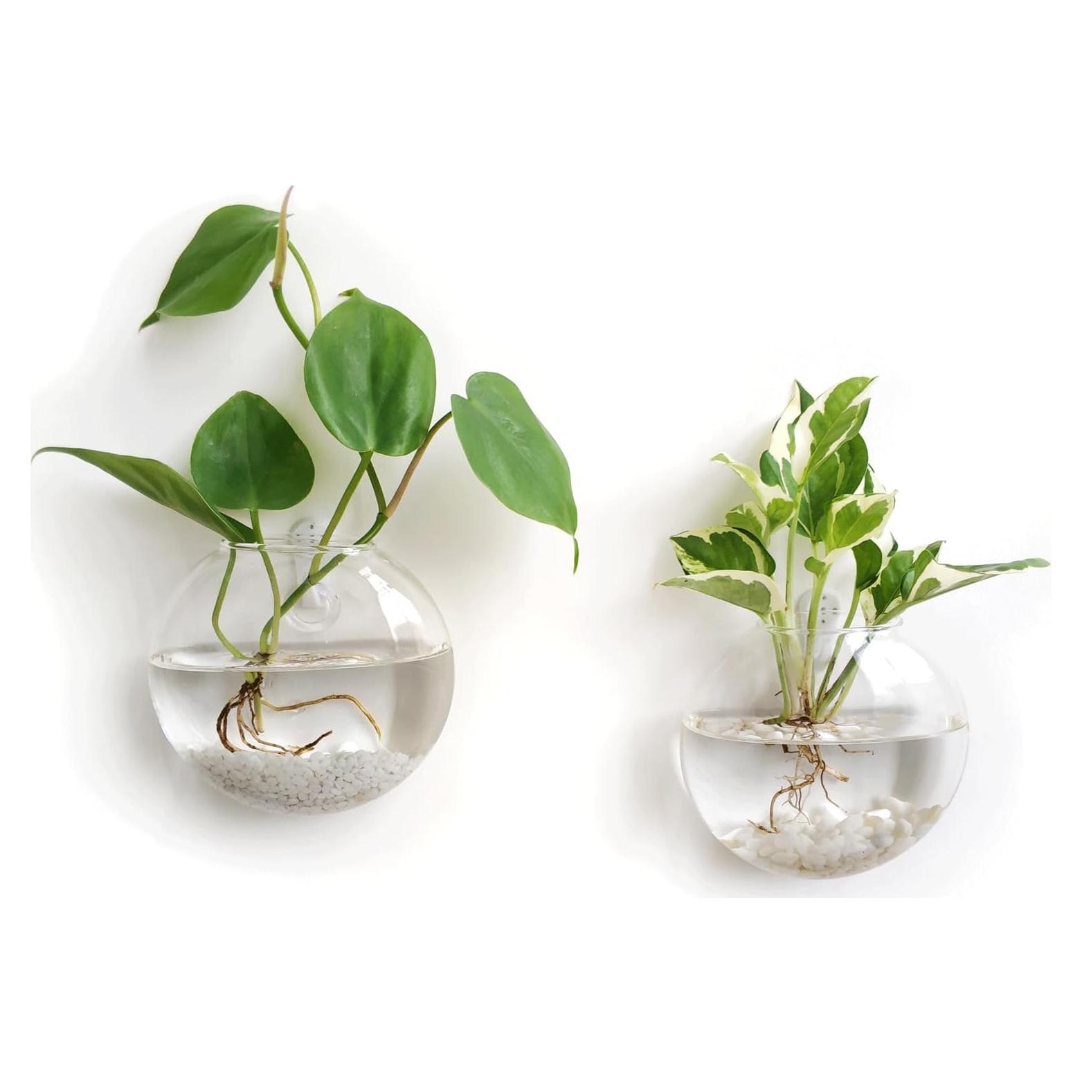 Mkono Soporte de Pared para Terrarios de Vidrio, Set de 2