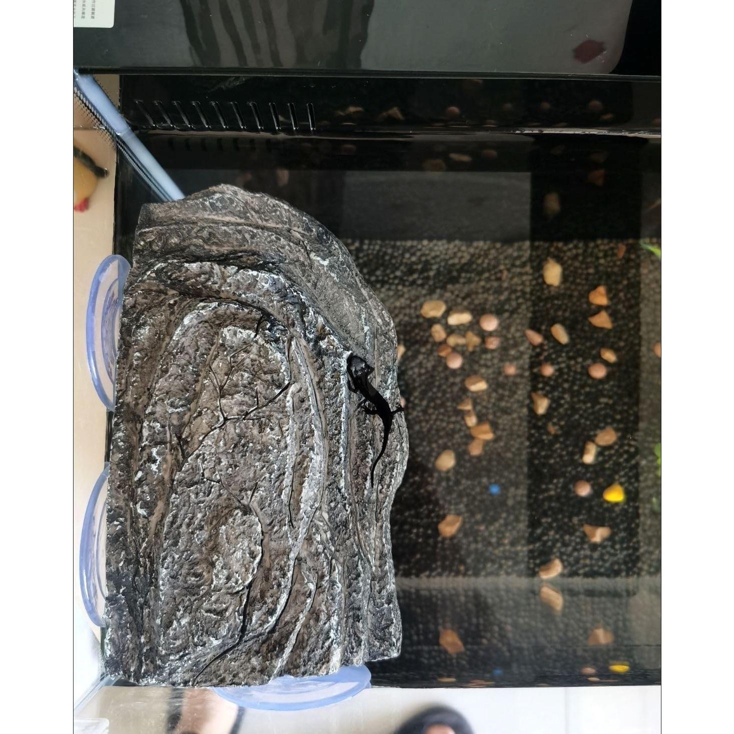 Plataforma de Sol para Tortugas YZHZOM 22x13cm con Ventosas