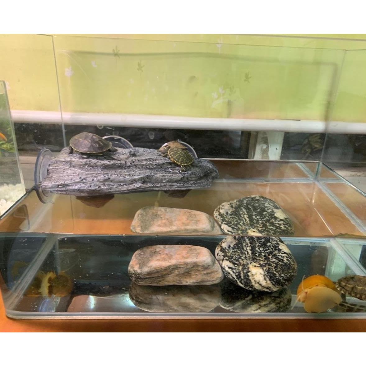 Plataforma de Sol para Tortugas YZHZOM 22x13cm con Ventosas