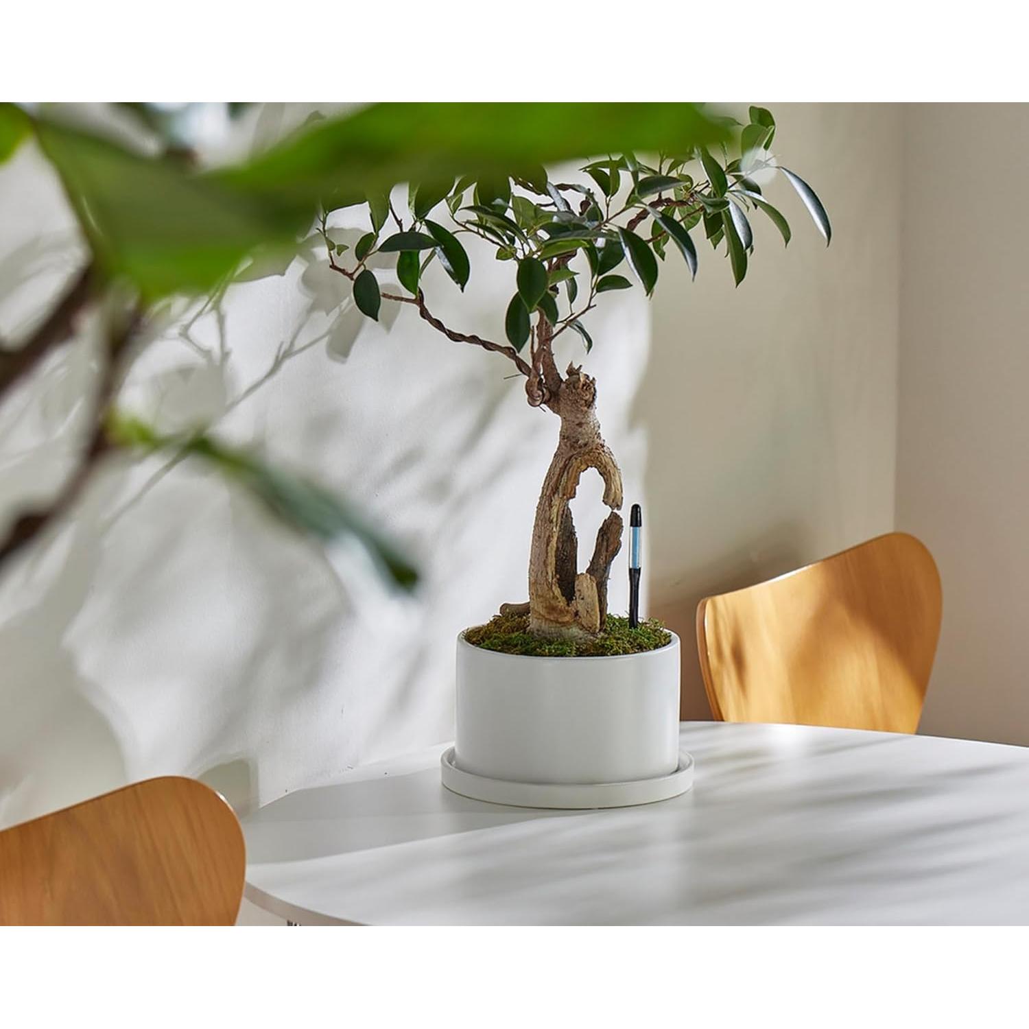 Sensor de Humedad del Suelo Sustee - Mediano - Negro - Paquete de 5