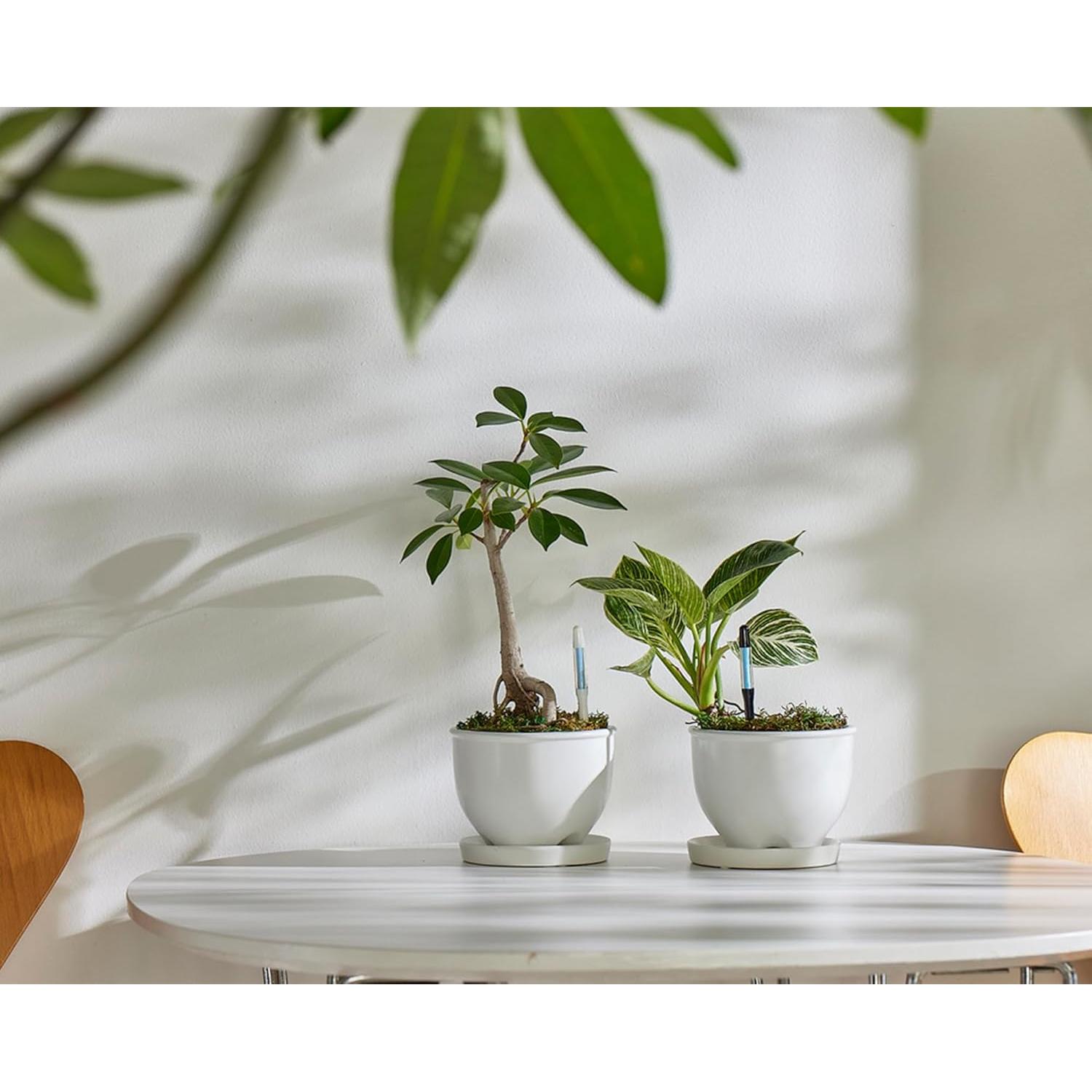 Sensor de Humedad del Suelo Sustee - Mediano - Negro - Paquete de 5