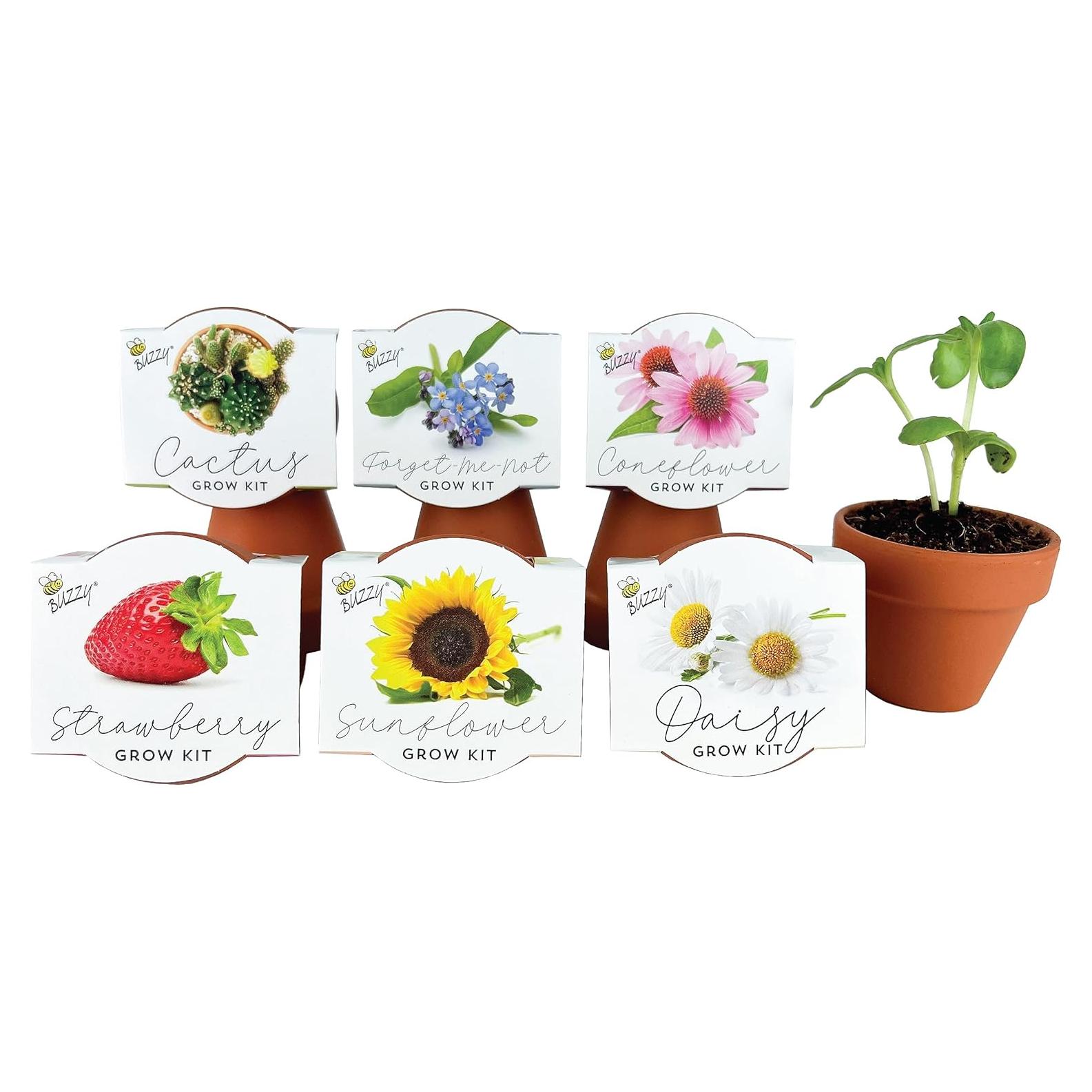 Kit de Semillas en Macetas de Terracota Buzzy - 6 Piezas
