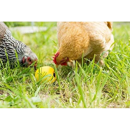 Alimentador para Pollos Lixit 1 Paquete 5.67g