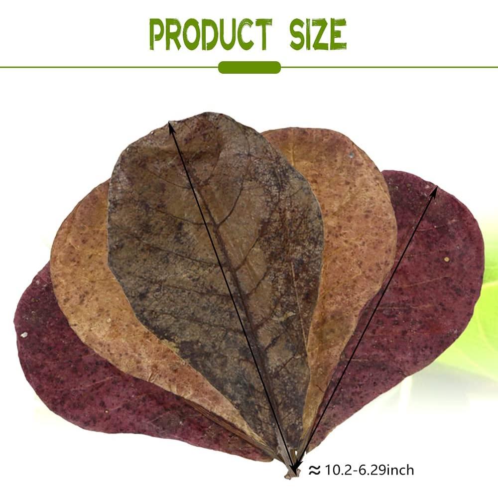 Hojas de Catappa para Peces LeonBach 100 Pcs 250g 12.7-20.32 cm