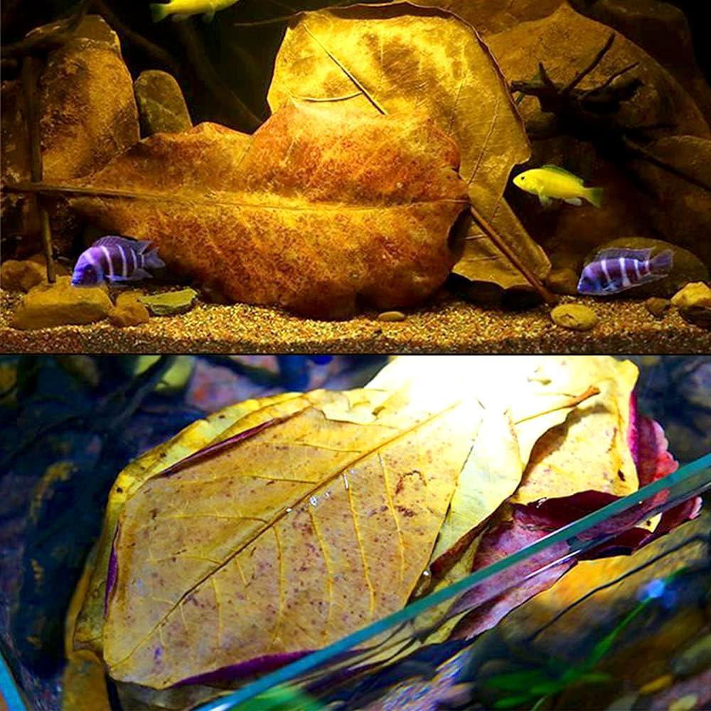 Hojas de Catappa para Peces LeonBach 100 Pcs 250g 12.7-20.32 cm