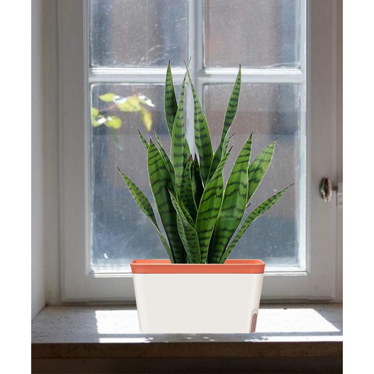 Juego de 6 Macetas Rectangulares Autorriego GardenBasix Arcilla