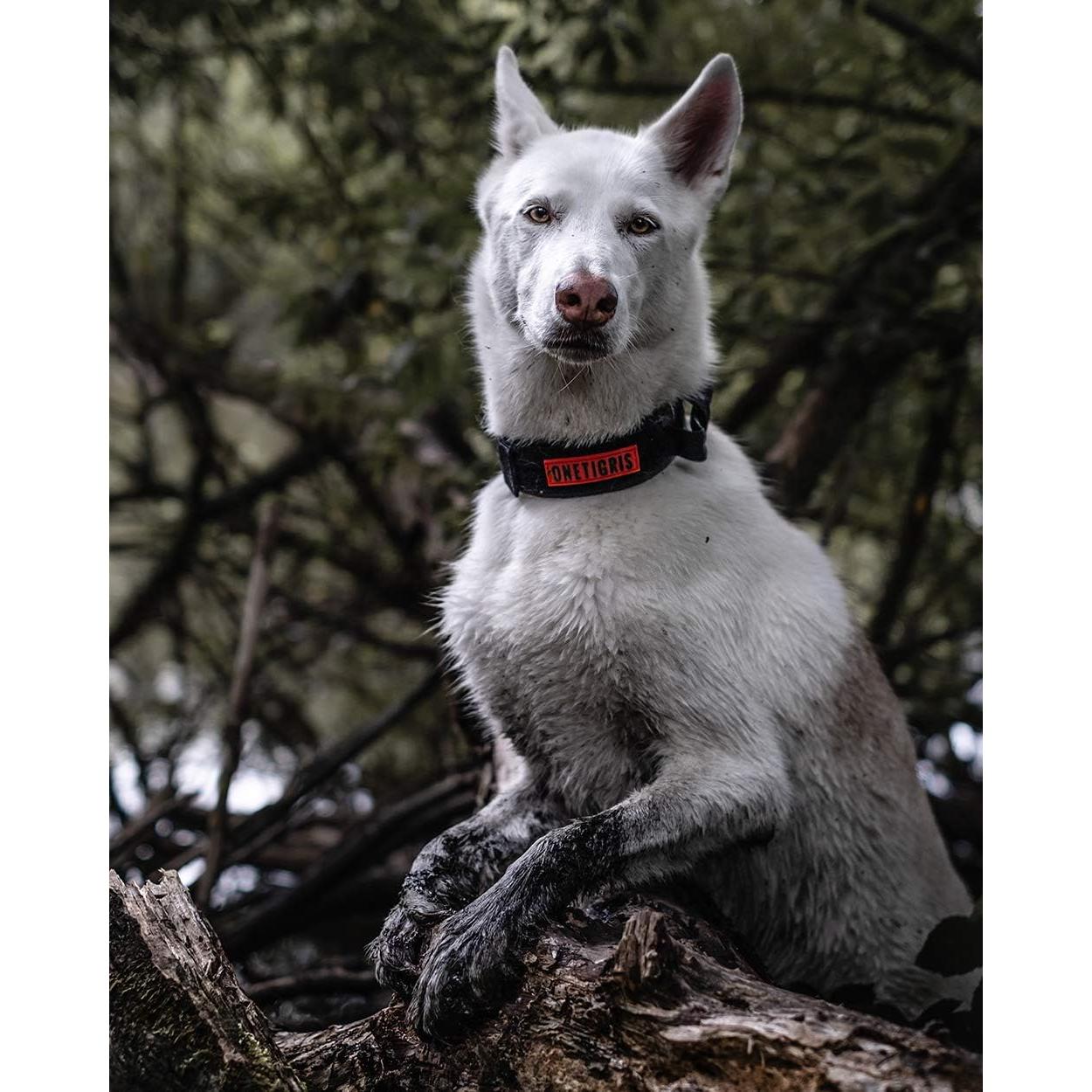 Collar Táctico para Perros OneTigris Ajustable Negro S