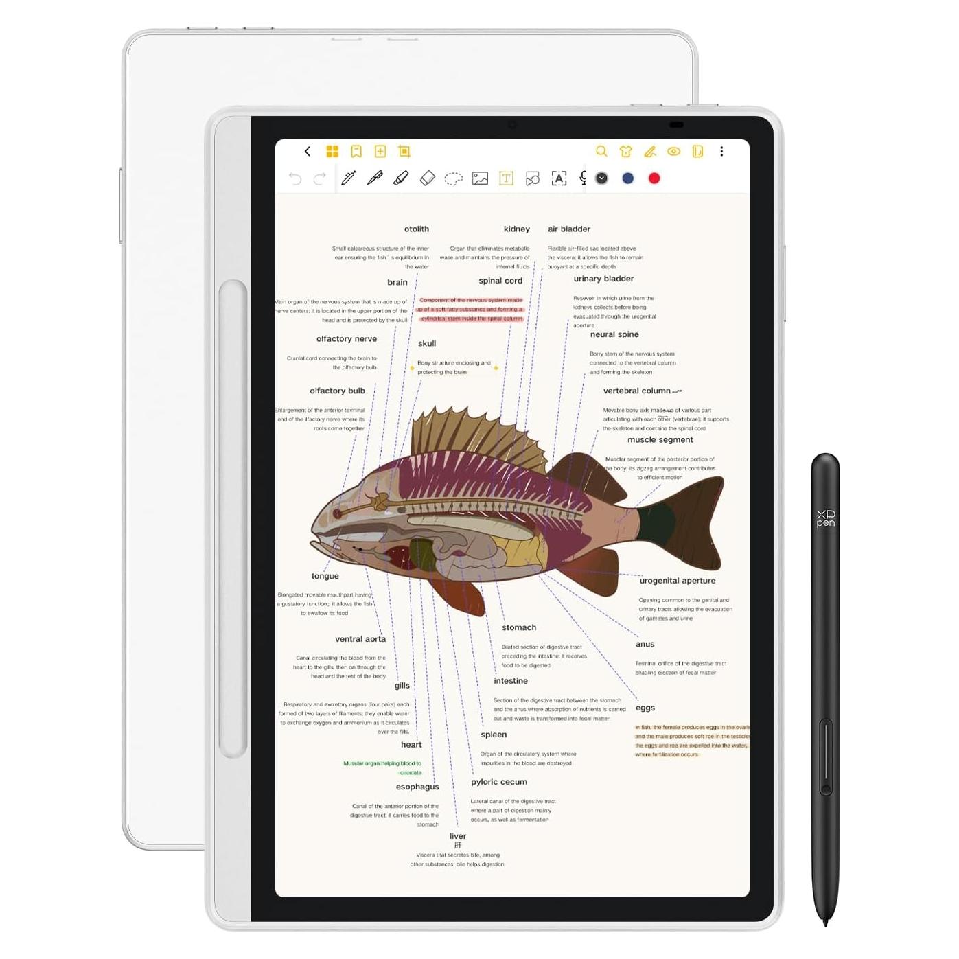 XPPen Cuaderno Digital 10.95" con Lápiz X3 Pro 128GB