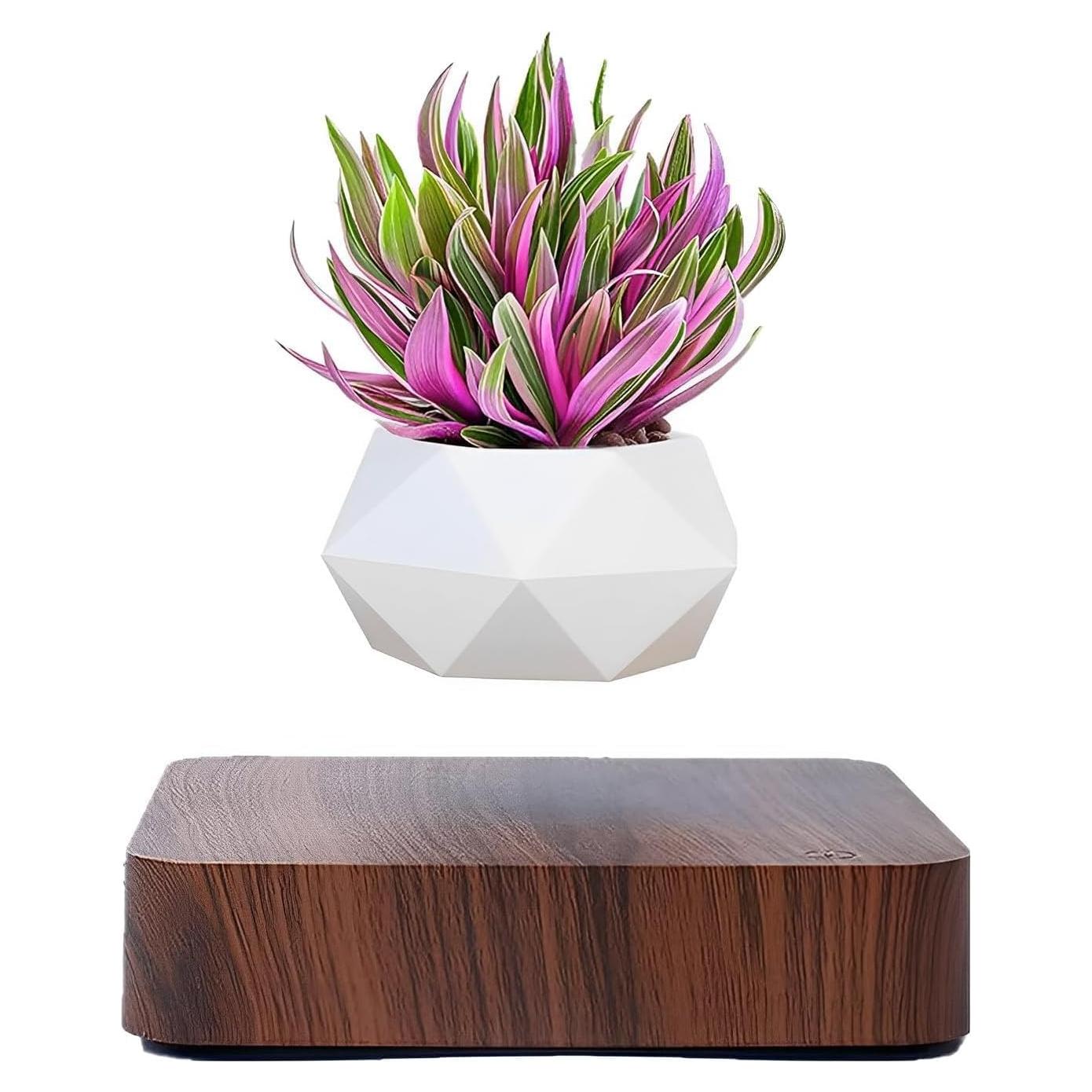 Maceta Bonsai Flotante Babook Cuadrada 9cm Color Oscuro