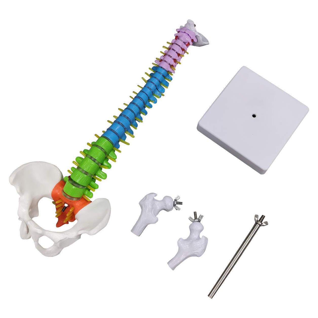 Modelo de Columna Vertebral Humana Ultrassist 39.37 cm Detallado