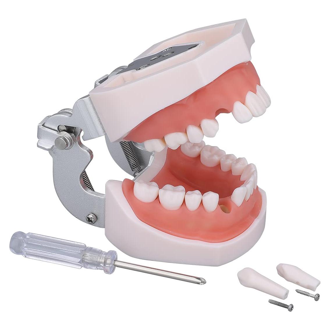 Modelo de Dientes Typodont LVCHEN 28 Dientes Removibles