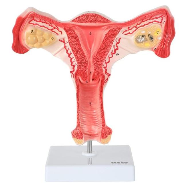 Modelo de Órganos Genitales Femeninos Axis Scientific - Anatomía Detallada