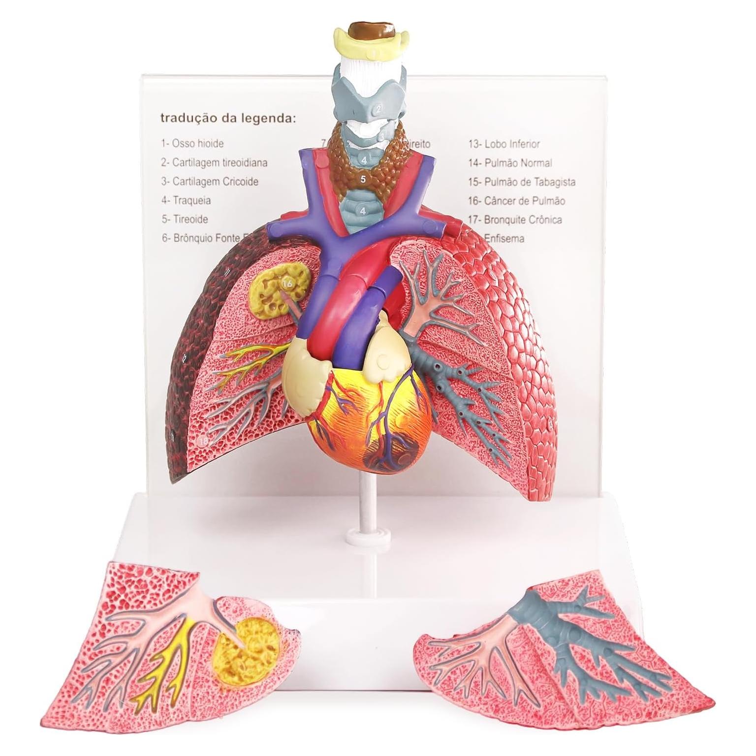 Modelo Anatomía Sistema Respiratorio Humano HADWYN 22.5x15.2 cm