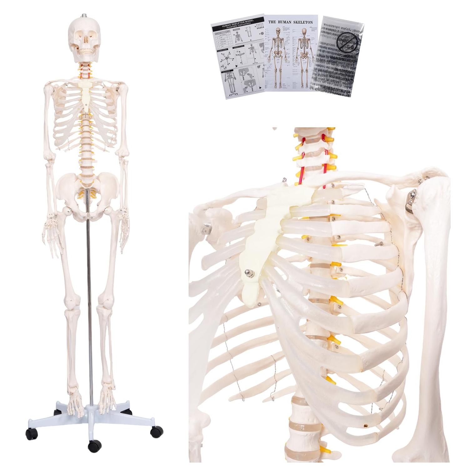 Esqueleto Humano Posable 180 cm con Soporte Rodante PVC