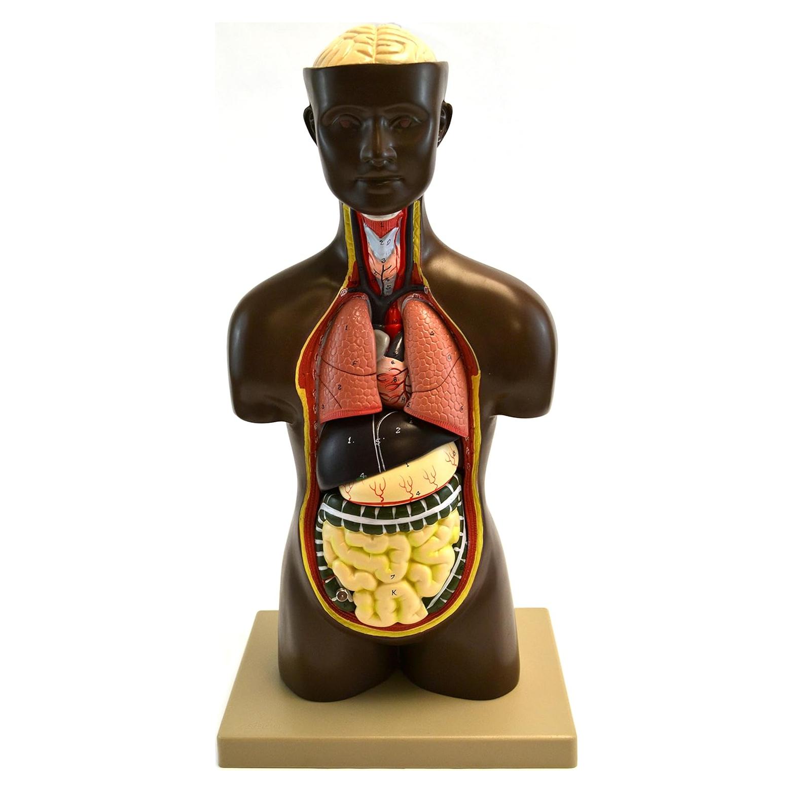 Modelo de Torso Humano Eisco Labs 50.8 cm Órganos Removibles