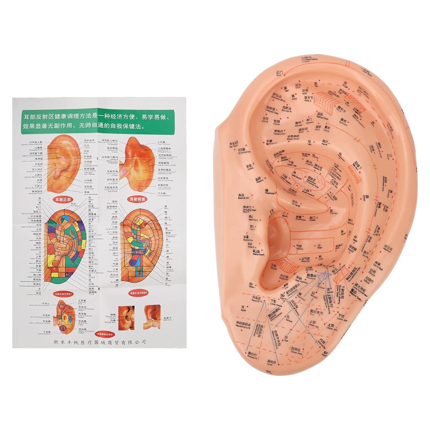 Modelo de Acupuntura de Oído Dioche 40cm PVC Educativo