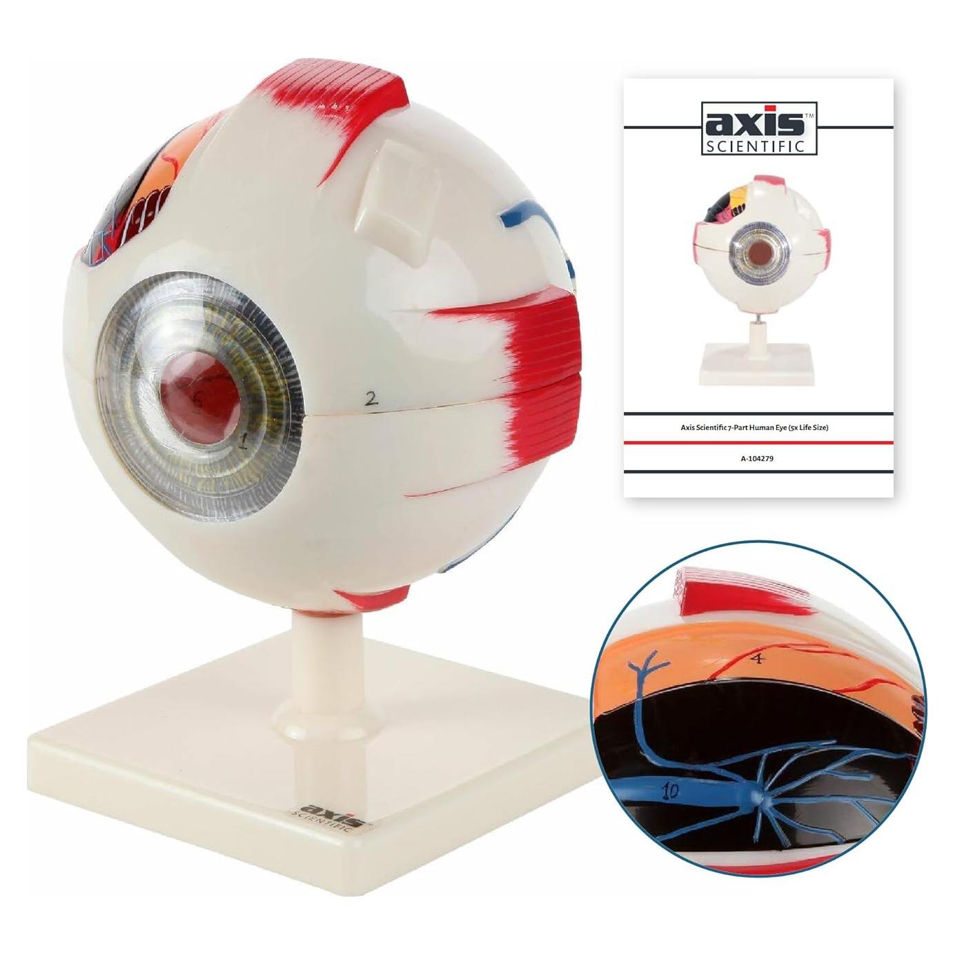 Modelo Ocular Anatómico Ampliado 5X Axis Scientific 7 Partes