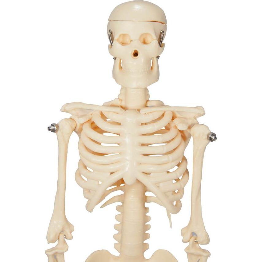 Esqueleto Inicial de Plástico Anatomical Worldwide 43 cm