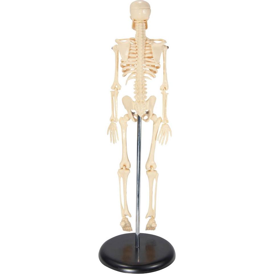 Esqueleto Inicial de Plástico Anatomical Worldwide 43 cm