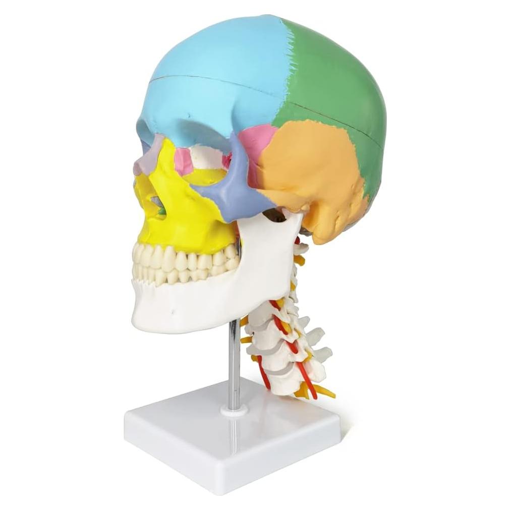 Modelo de Cráneo Merinden Natural con Vértices Cervicales