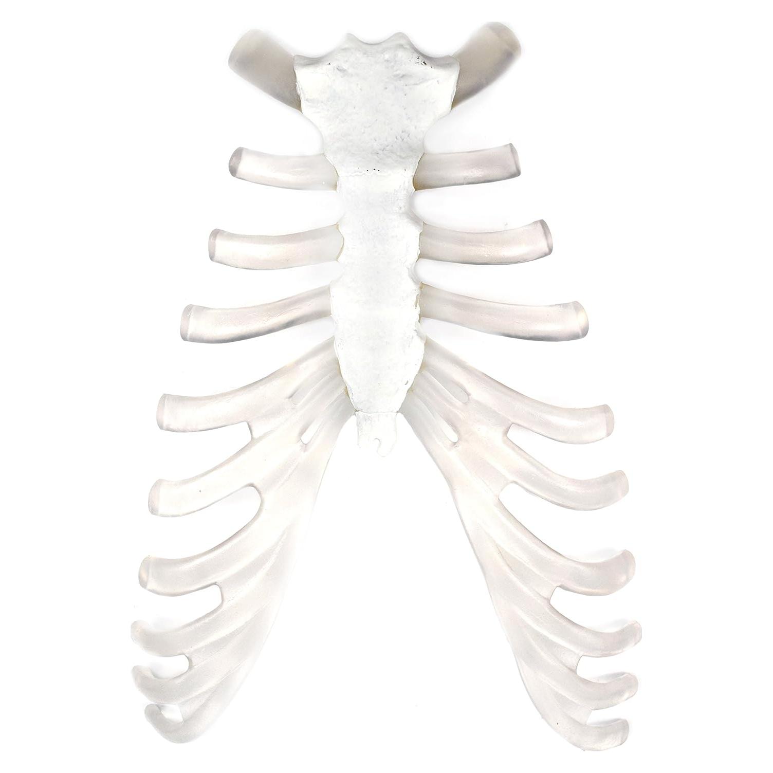 Modelo de Hueso Esternón Humano hBARSCI - Réplica Anatómica PVC