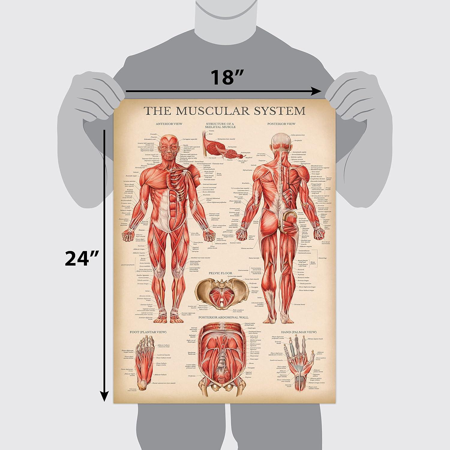 Póster de Anatomía Vintage Palace Learning 3 Laminado 45.7x61cm