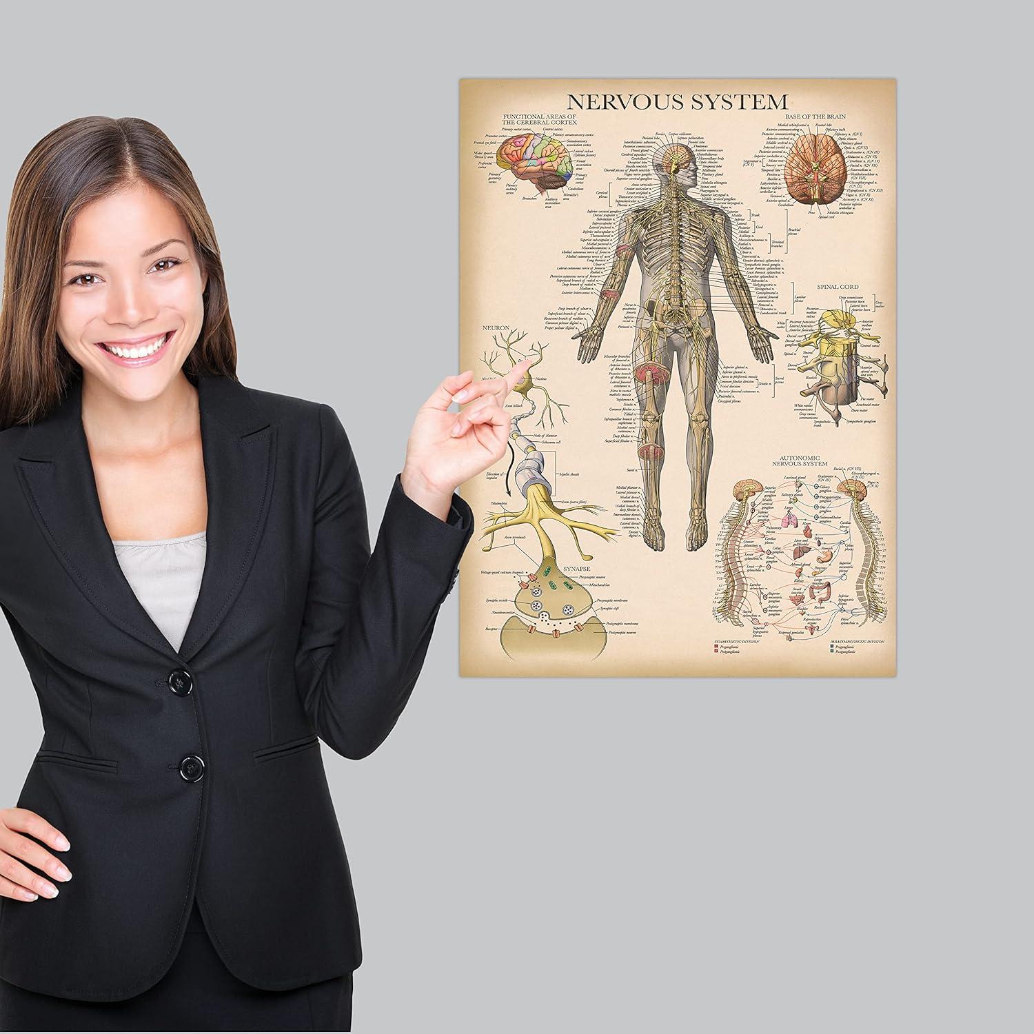 Póster de Anatomía Vintage Palace Learning 3 Laminado 45.7x61cm