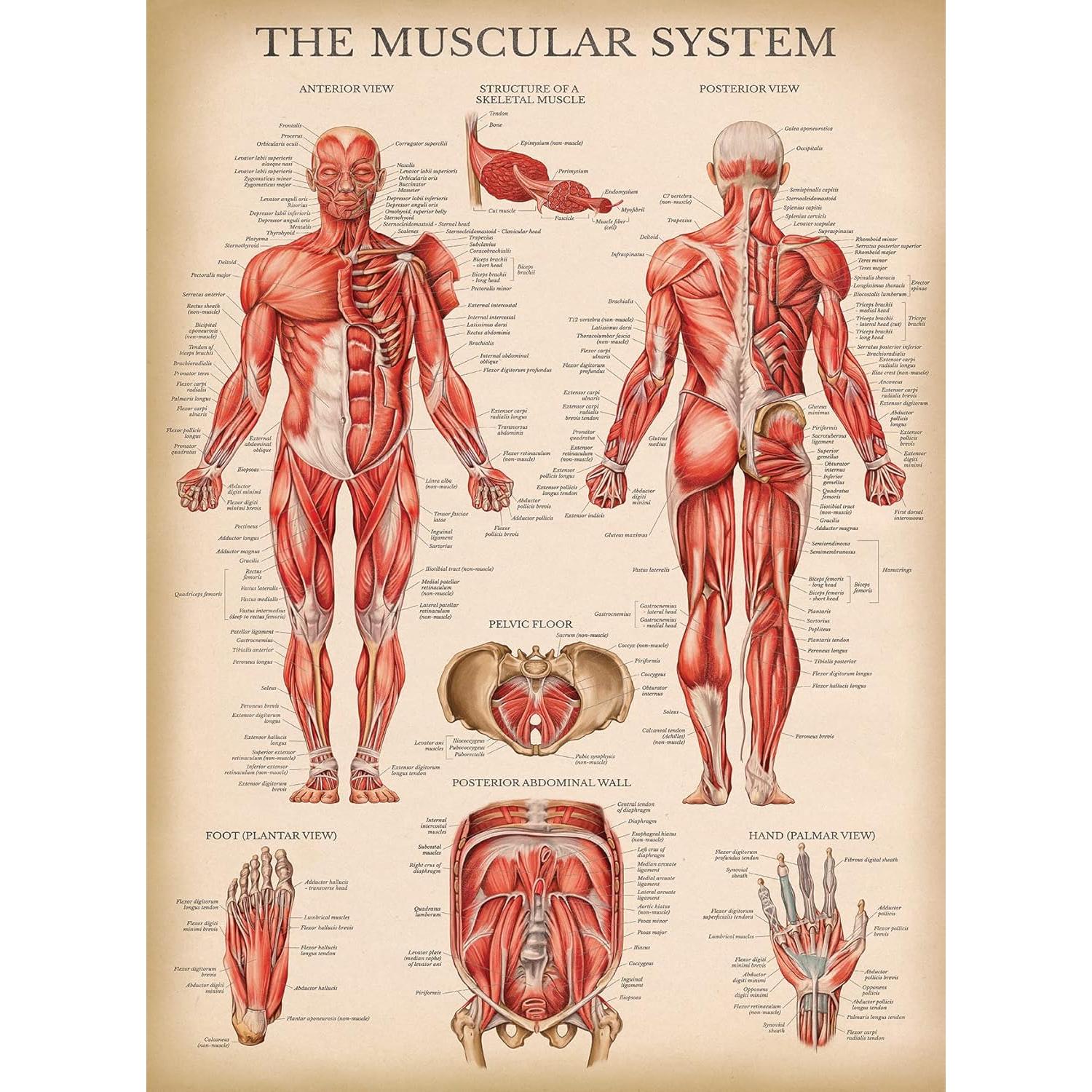 Póster de Anatomía Vintage Palace Learning 3 Laminado 45.7x61cm
