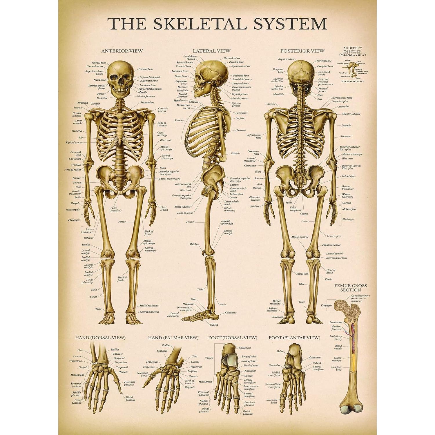 Póster de Anatomía Vintage Palace Learning 3 Laminado 45.7x61cm