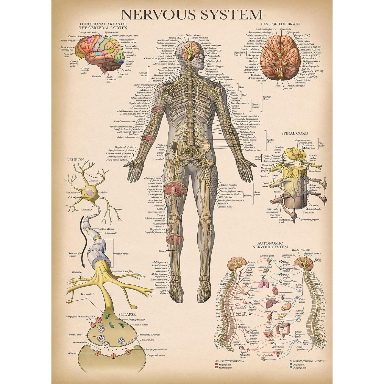 Póster de Anatomía Vintage Palace Learning 3 Laminado 45.7x61cm