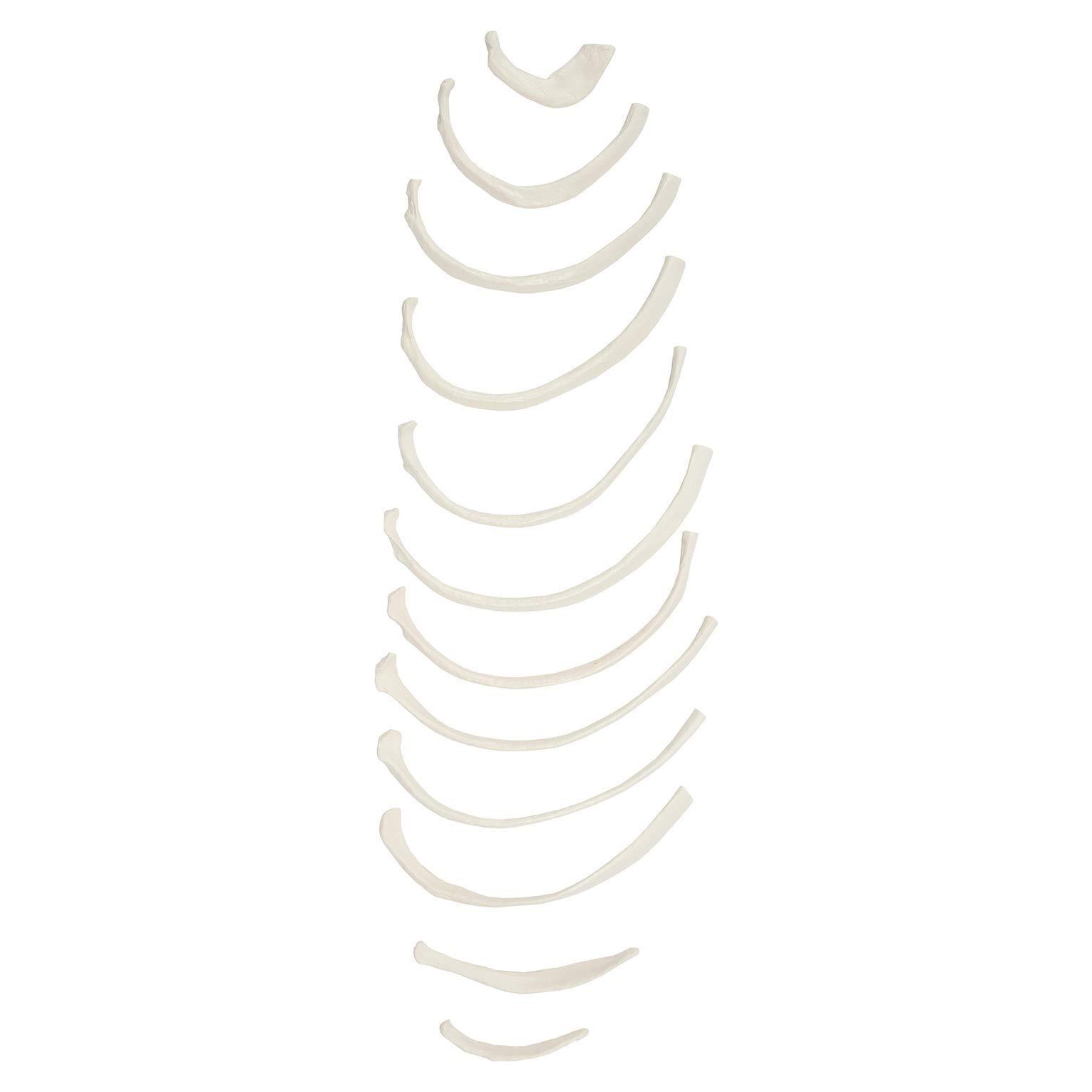 Conjunto de 12 Costillas Disarticuladas Axis Scientific - Derecha