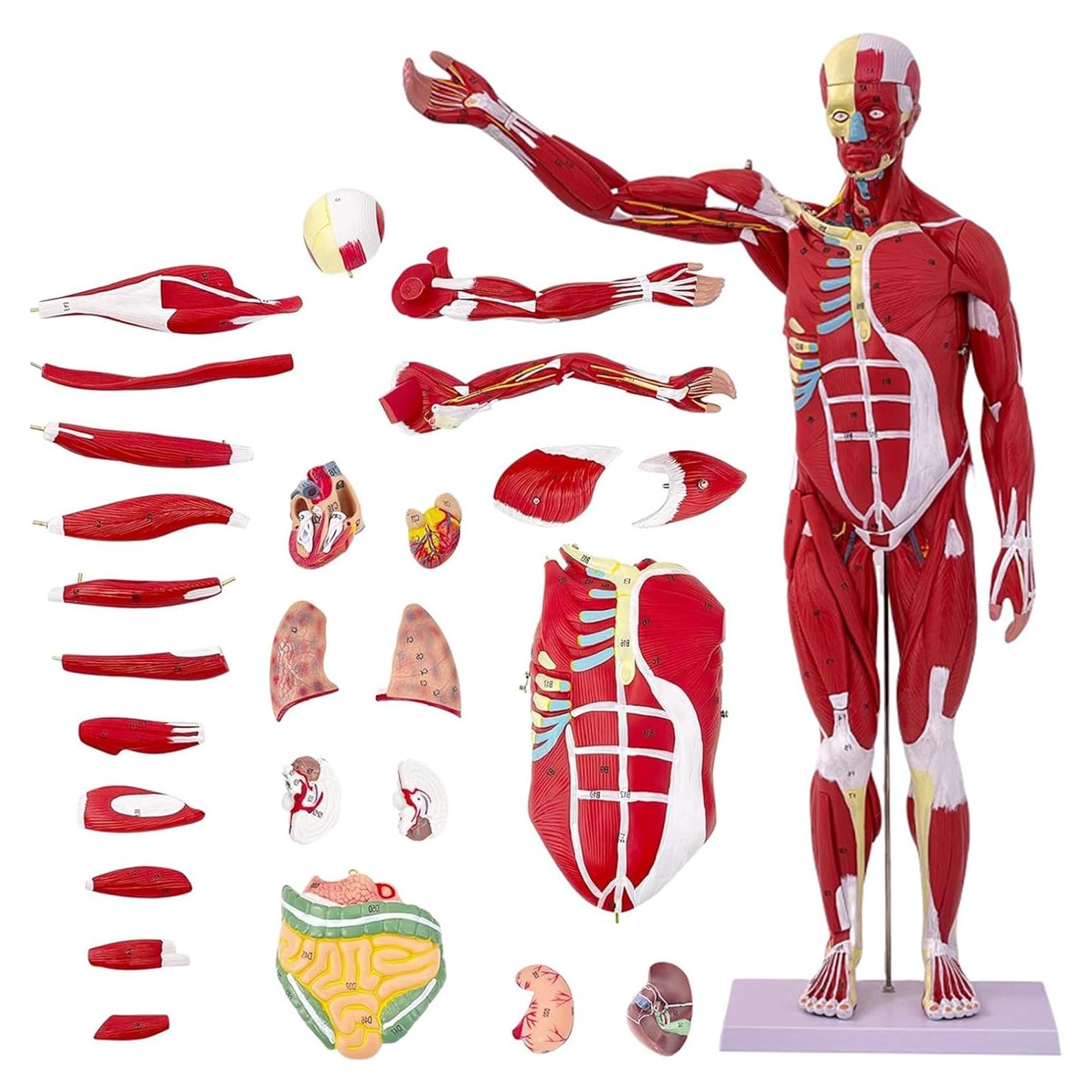 Modelo de Anatomía Humana de Músculos SOEPOTIX 27 Piezas 83.82 cm