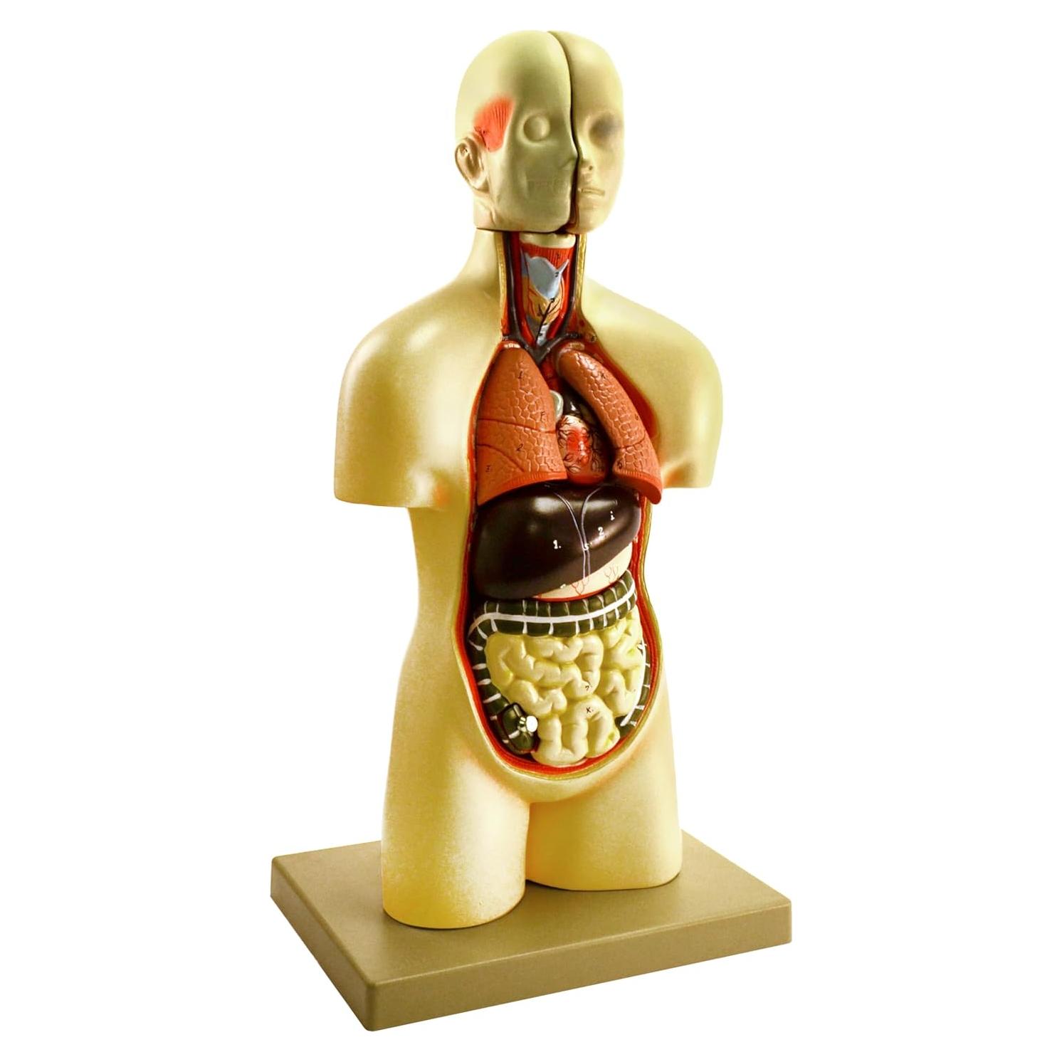 Modelo de Torso Humano Miniatura Eisco 48.3 cm 11 Piezas