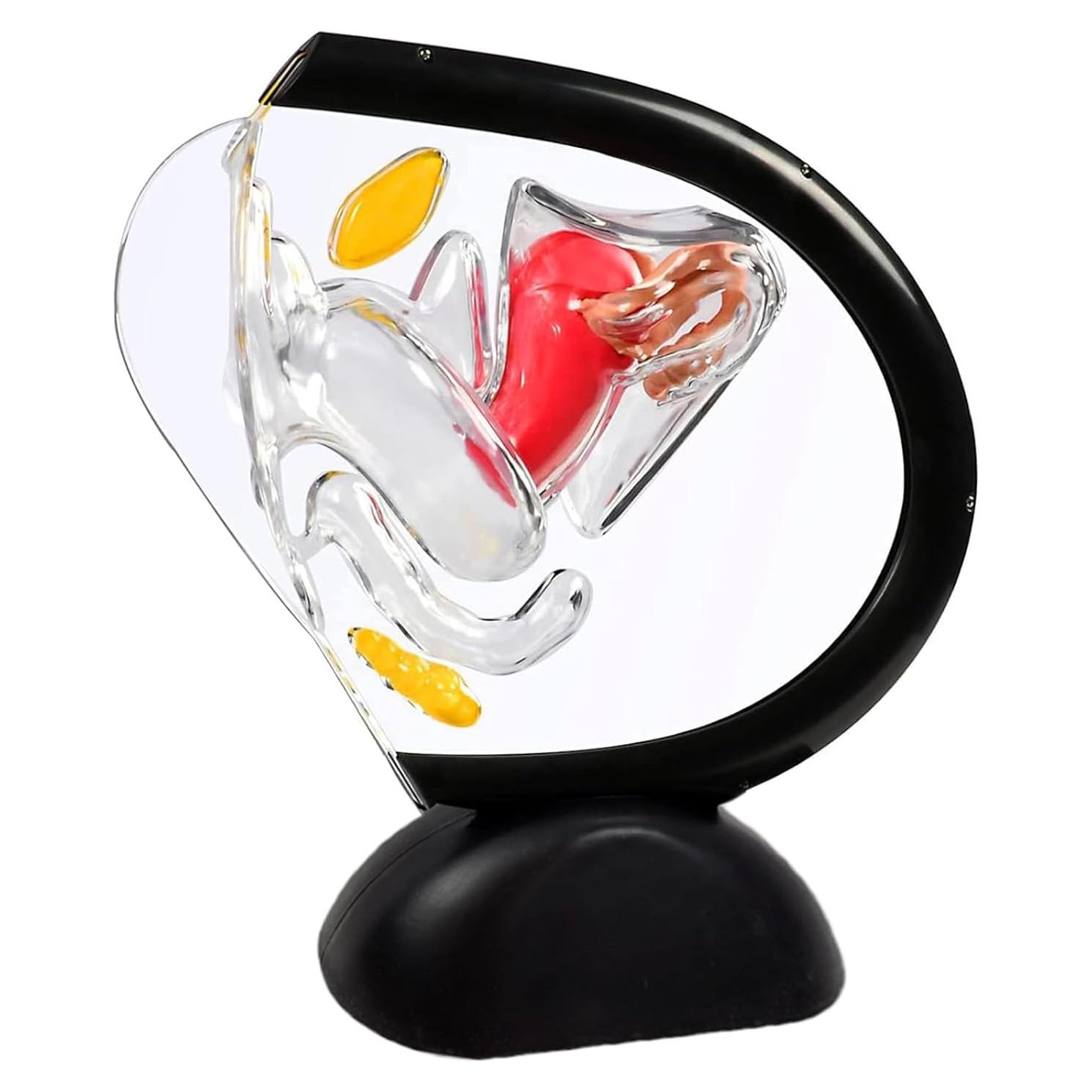 Modelo Anatómico de Útero Femenino HamRoRung 24x23.5cm