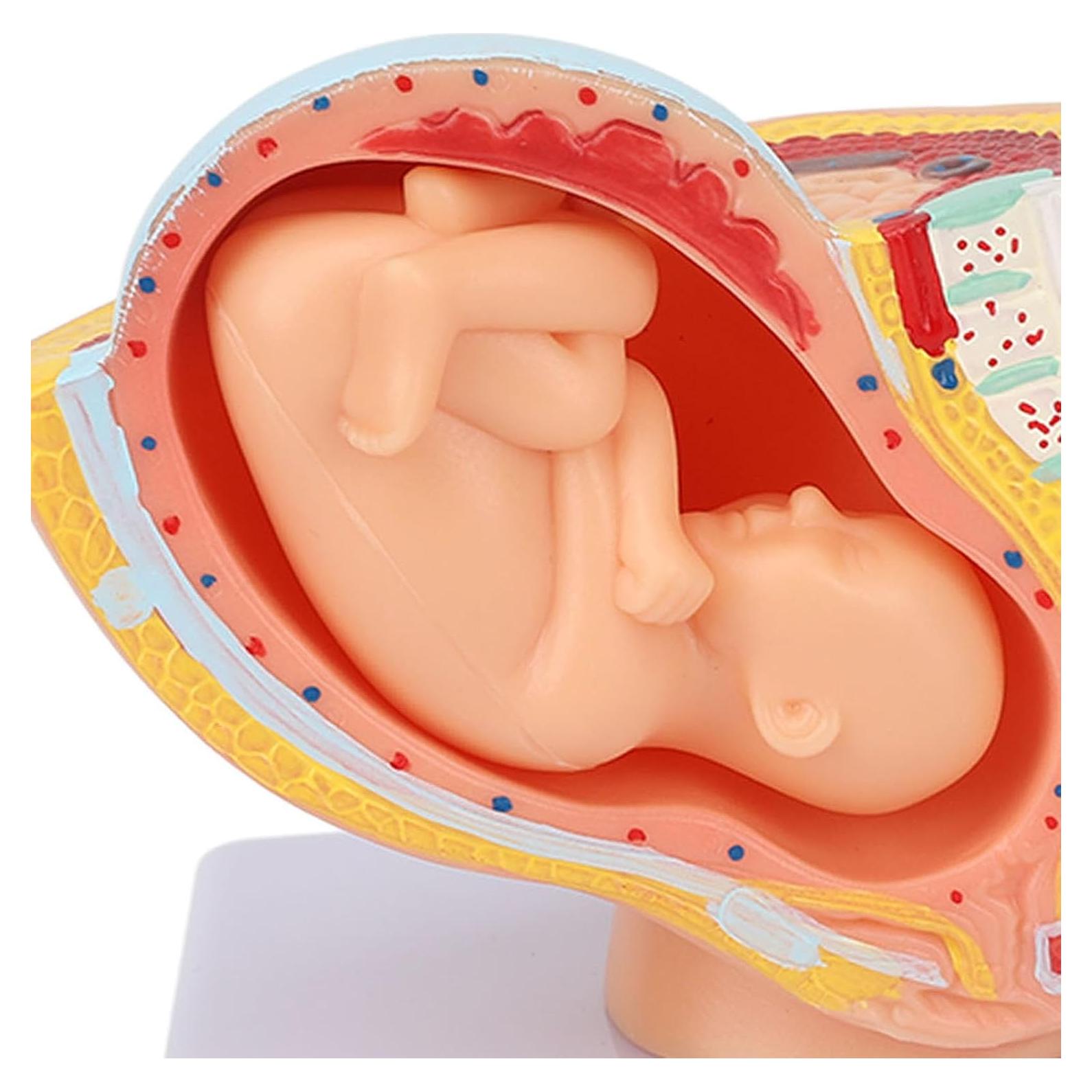 Modelo Anatómico de Pelvis Femenina Embarazada Yosoo 9 Meses