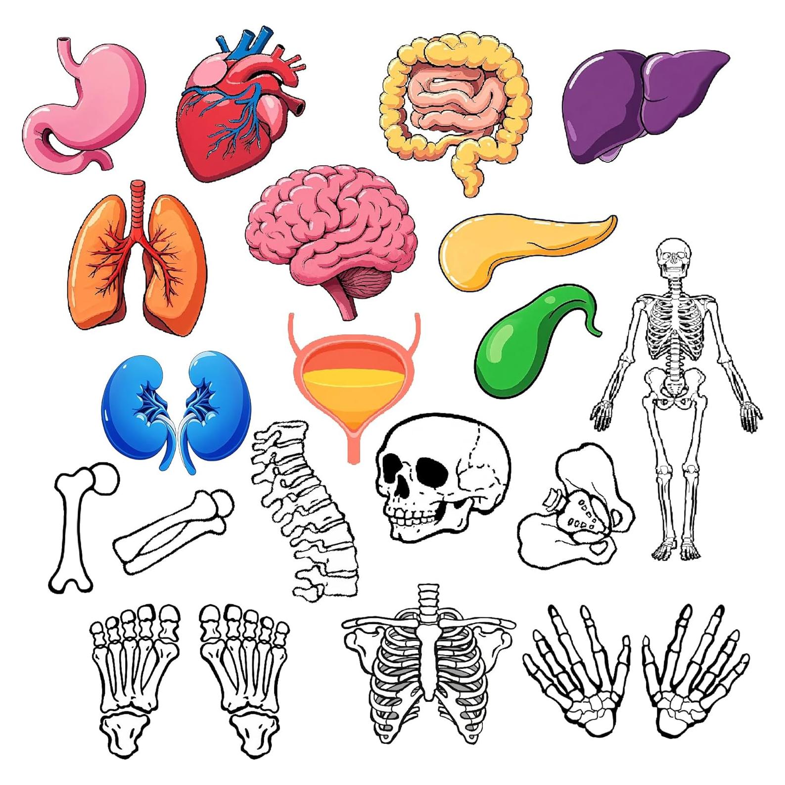 16 Tarjetas de Esqueleto Humano BAOGETONGLER 22.86x15.24cm