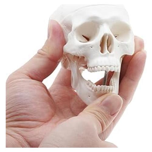 Modelo de Cráneo Mini ZDOTOM para Estudio y Dibujo - Anatomía