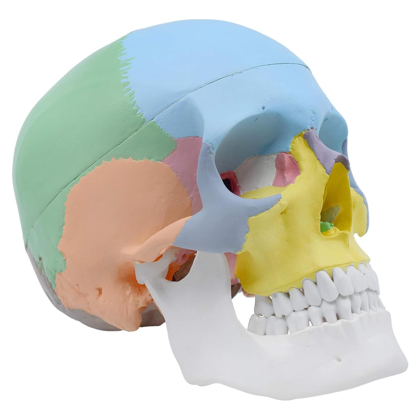 Modelo Anatómico de Cráneo Humano Didáctico HBARSCI 22 cm 3 Partes