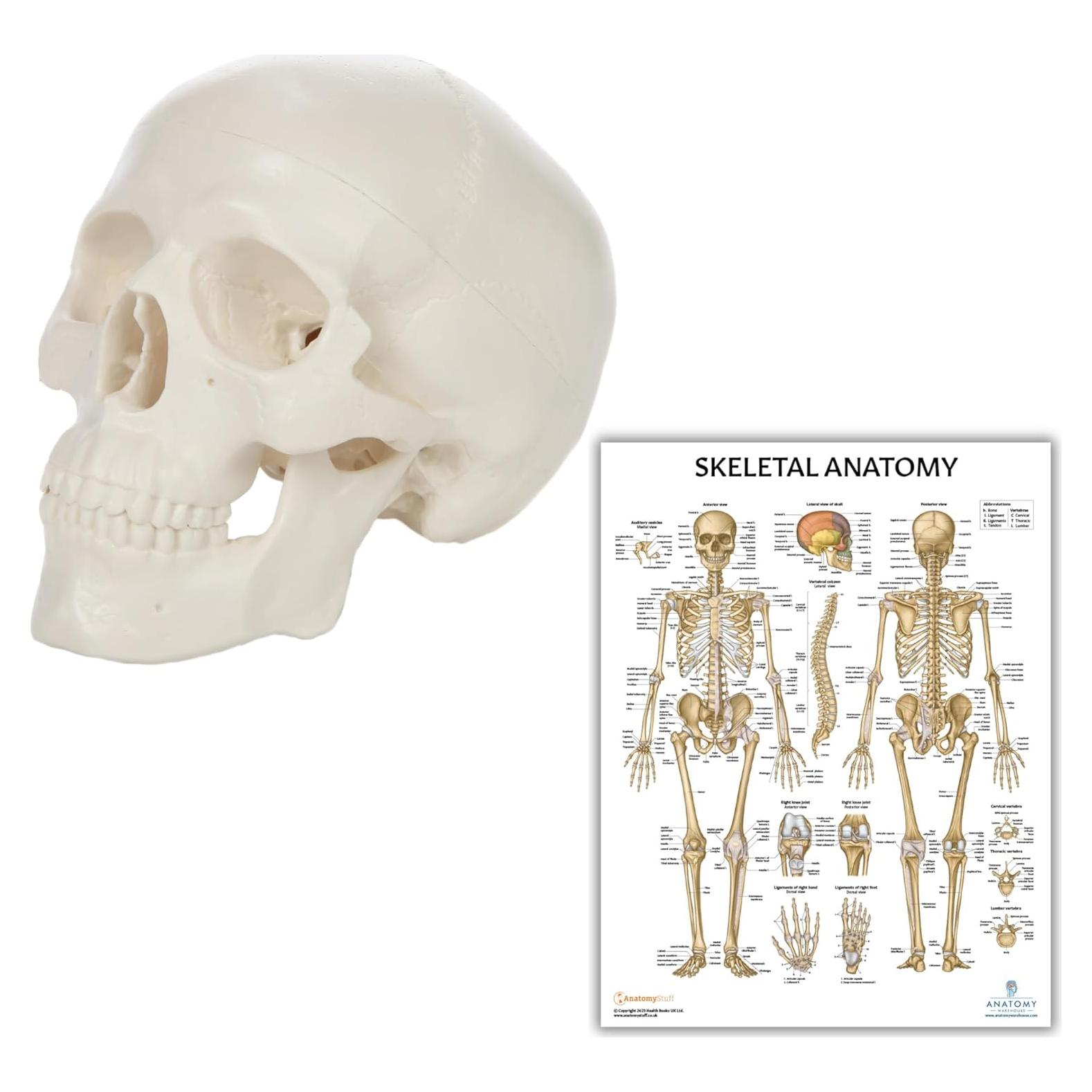 Modelo de Cráneo Miniatura Axis Scientific 8.9 cm 3 Partes