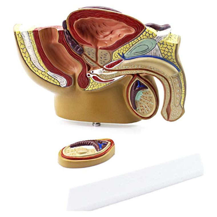 Modelo Anatómico Cuerpo Humano TDOU - Sistema Reproductivo Masculino