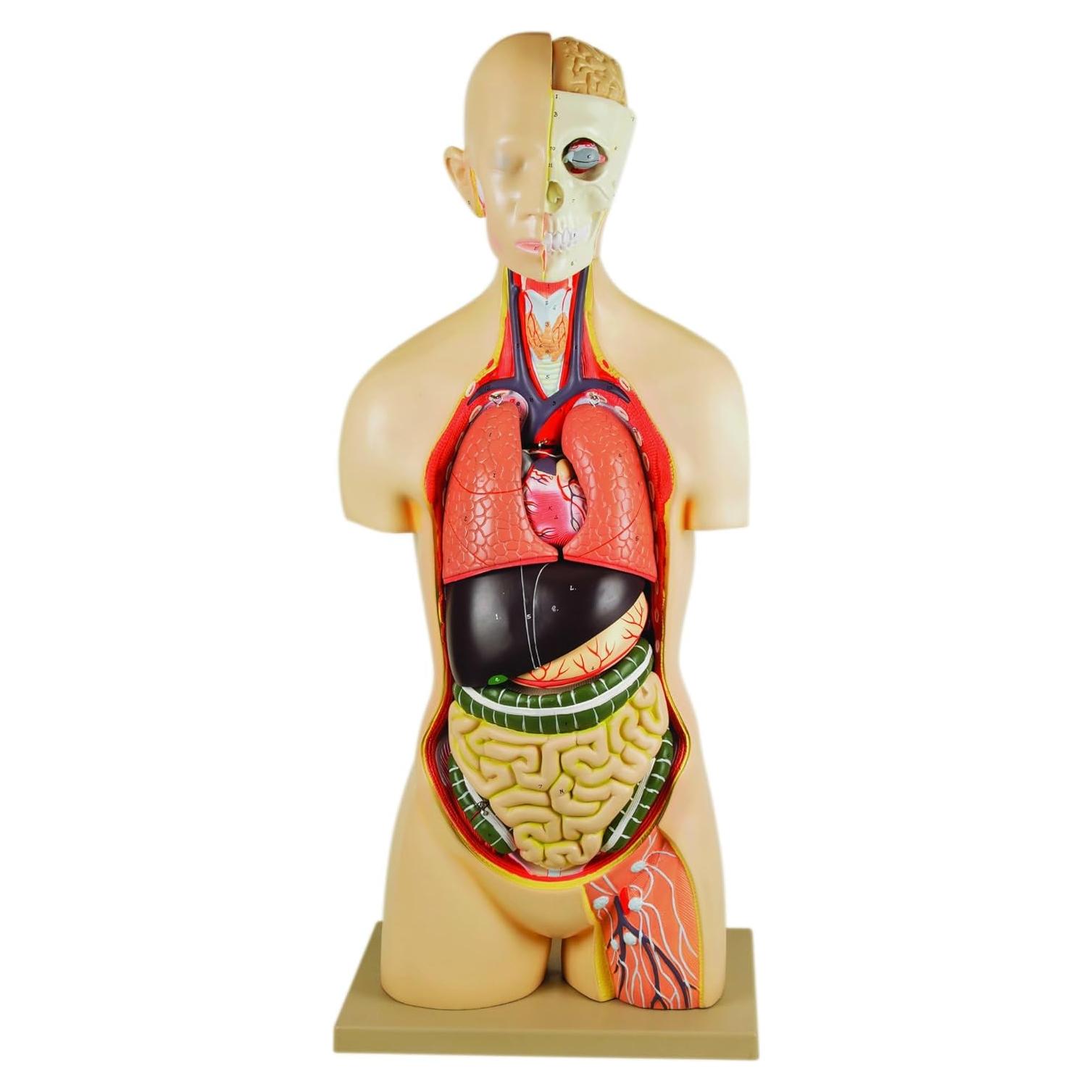 Modelo anatómico de torso humano Eisco 88.9 cm 15 partes
