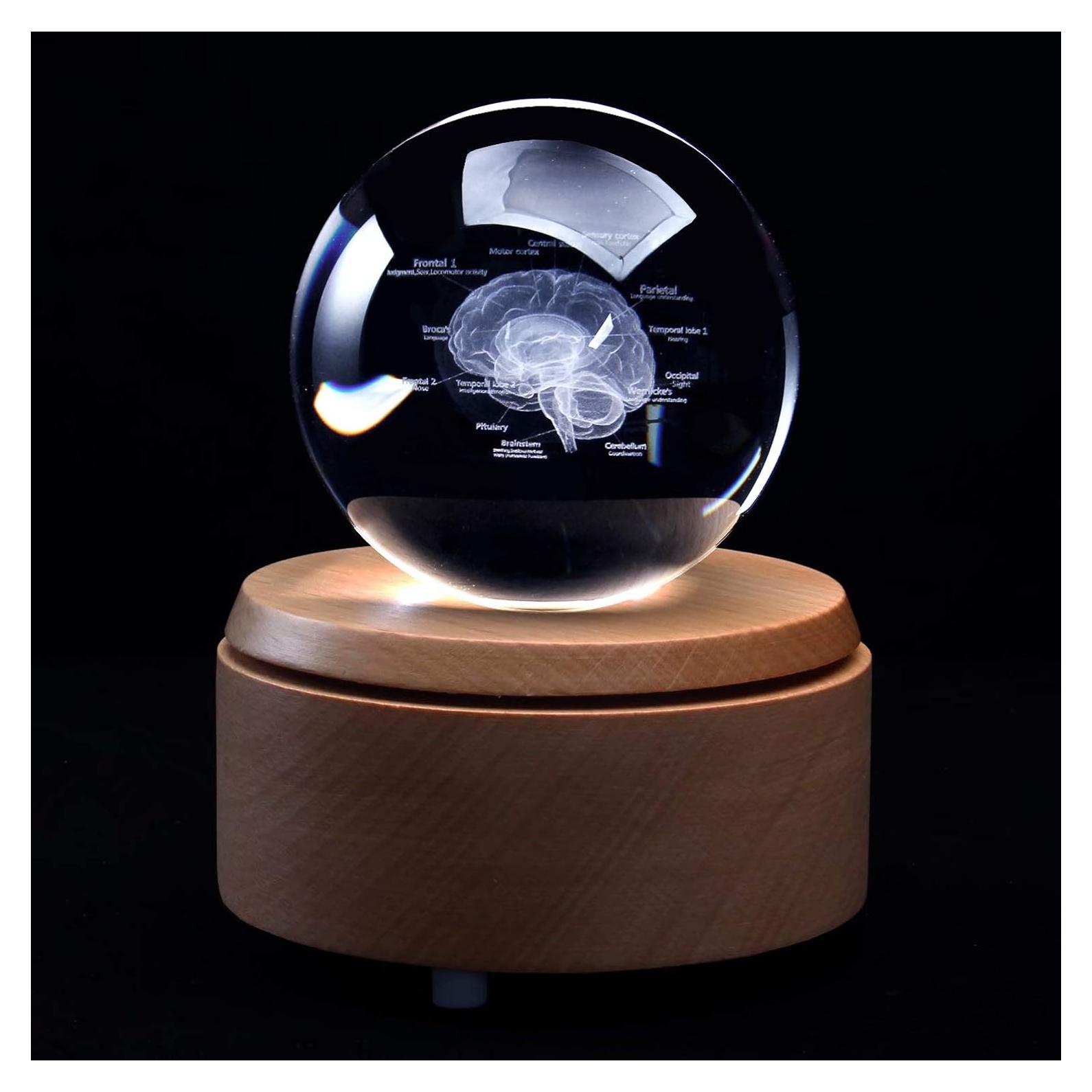 Modelo 3D de Cerebro Humano en Cristal con Base LED XINDAM