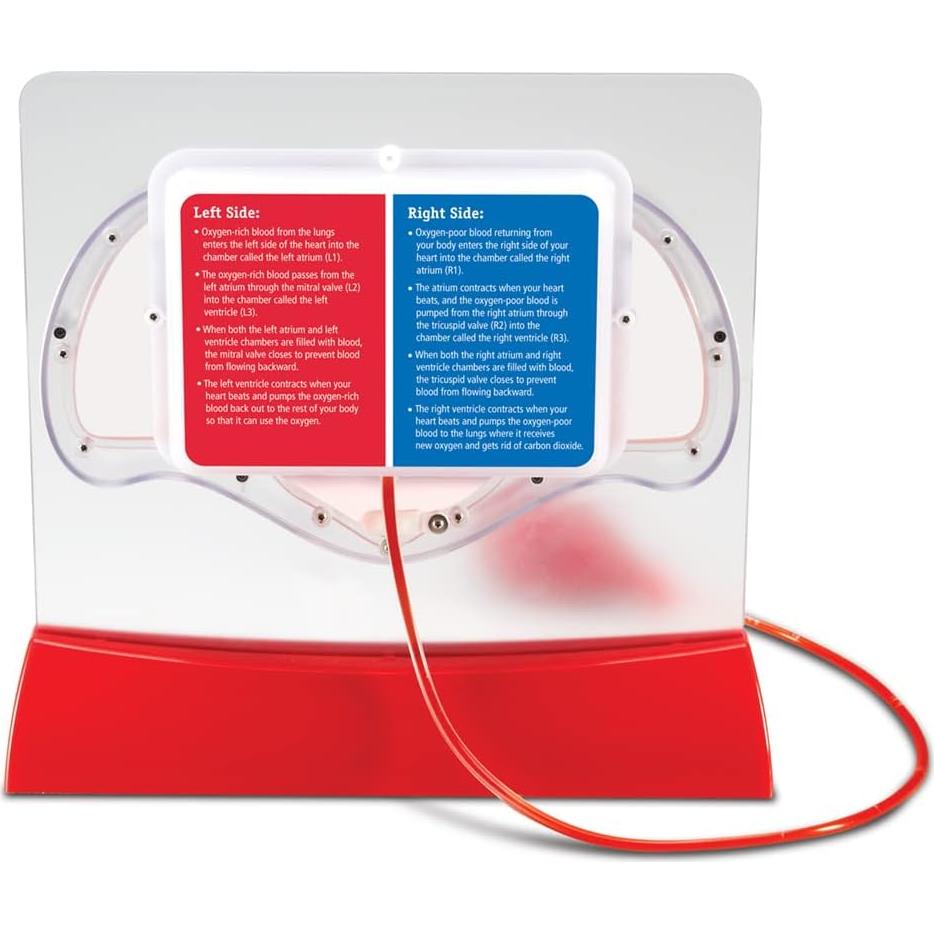 Modelo de Corazón Interactivo Learning Resources - 30.5cm