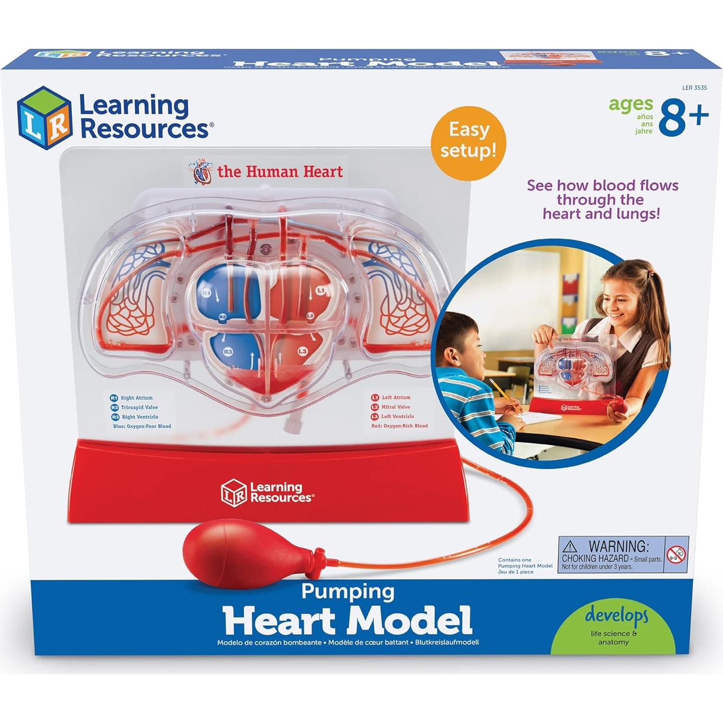 Modelo de Corazón Interactivo Learning Resources - 30.5cm