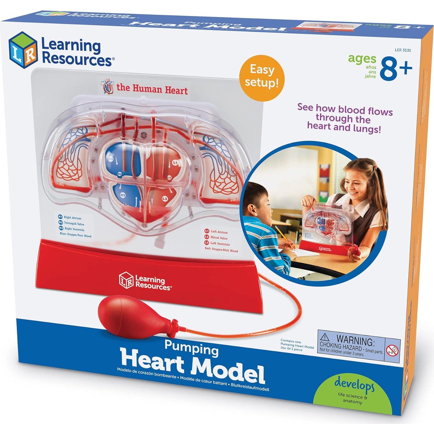 Modelo de Corazón Interactivo Learning Resources - 30.5cm